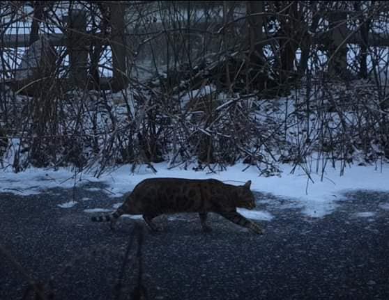 花園來了一隻豹