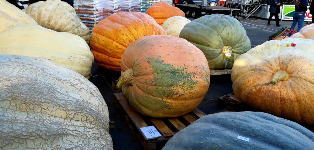 Pompkin Day Kasterlee 2022