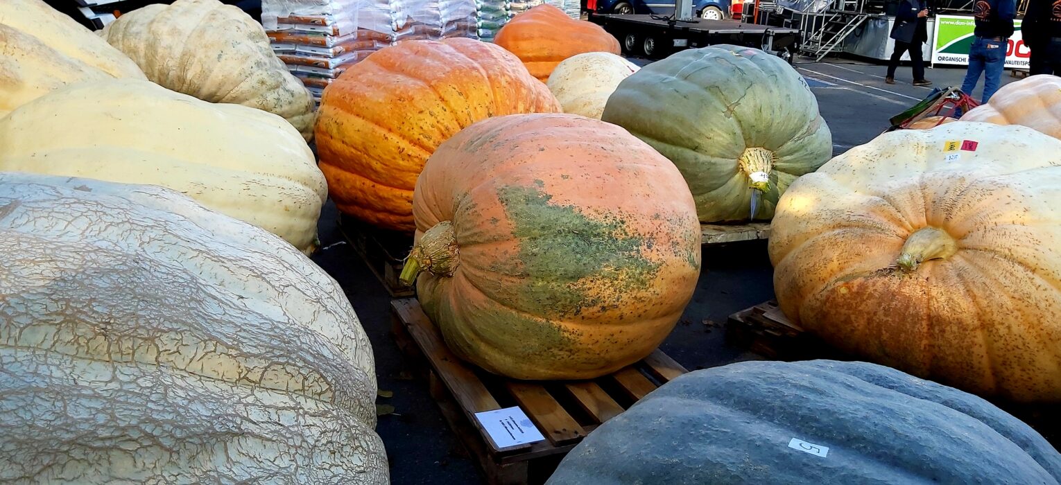 Pompkin Day Kasterlee 2022