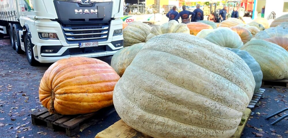 比利時的南瓜節