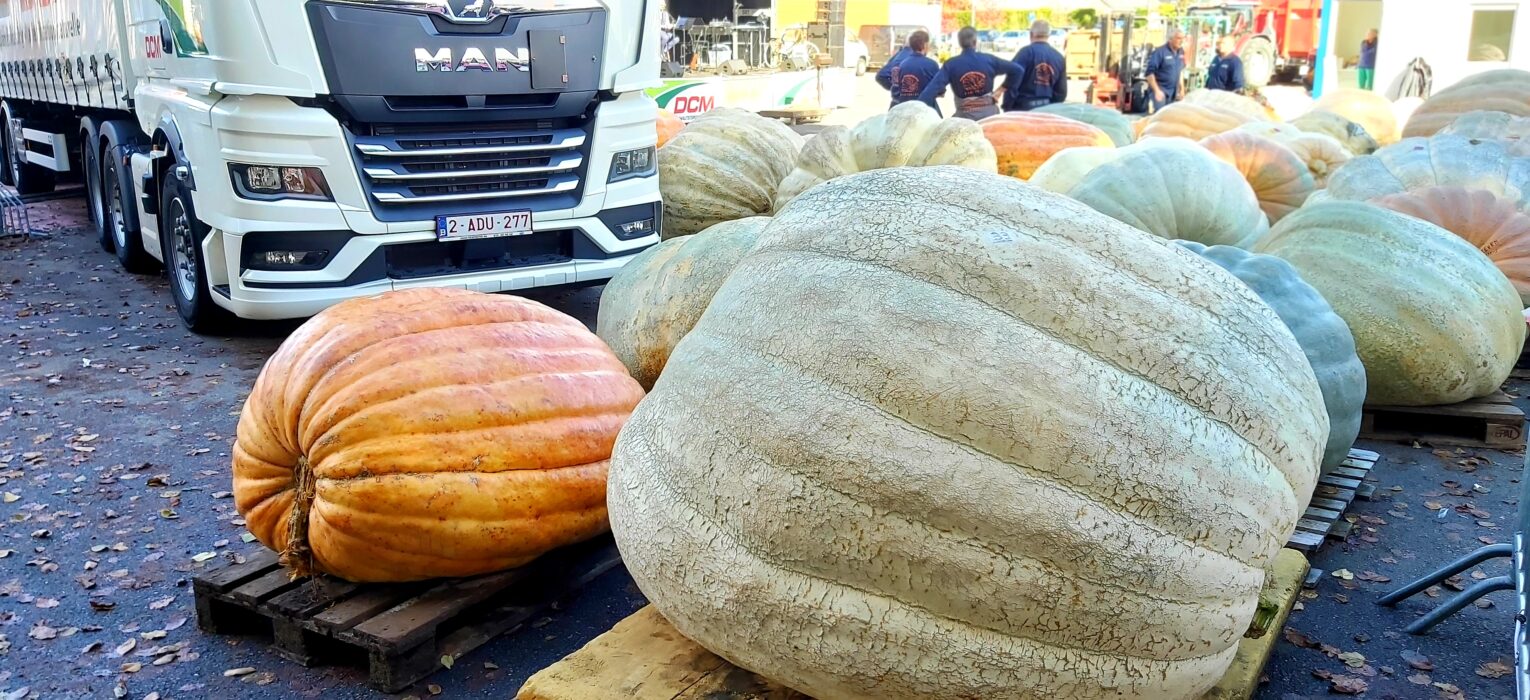 比利時的南瓜節