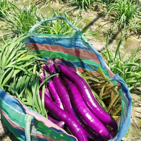 茄瓜 精選蔬果種子HV-417甜佳人西瓜