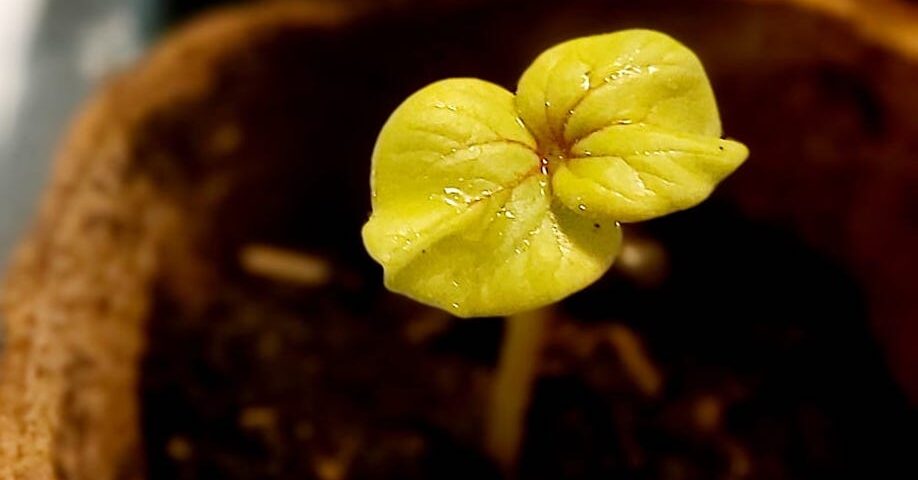 紅秋葵種植小撇步