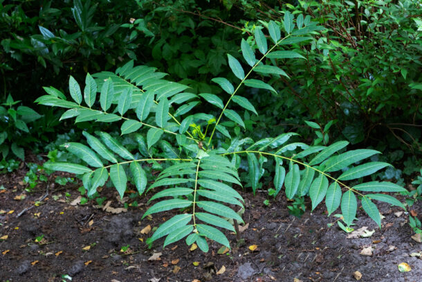 Chinese Toona 香樁 Aromen：圖片 3