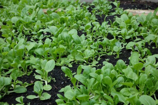 Pai Tsai 青江菜 Green Stem：圖片 2