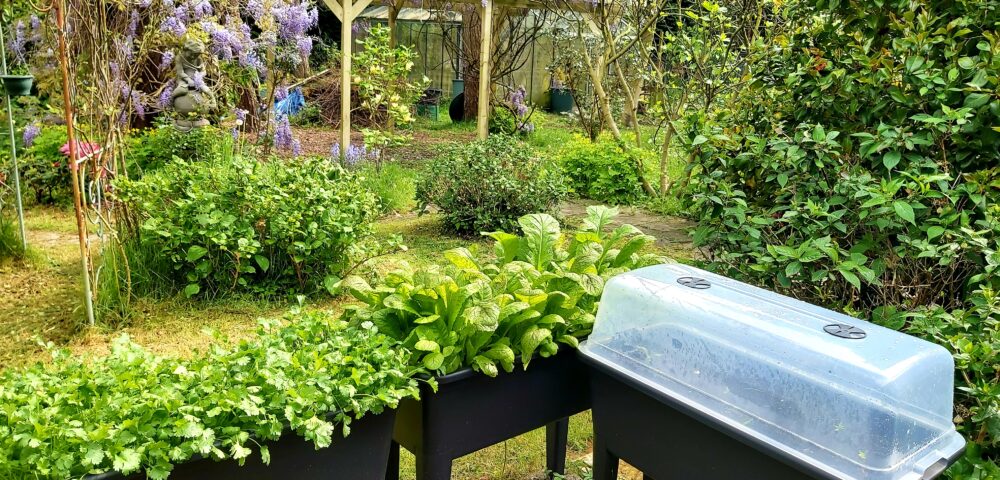 種菜也要把他種得美美的