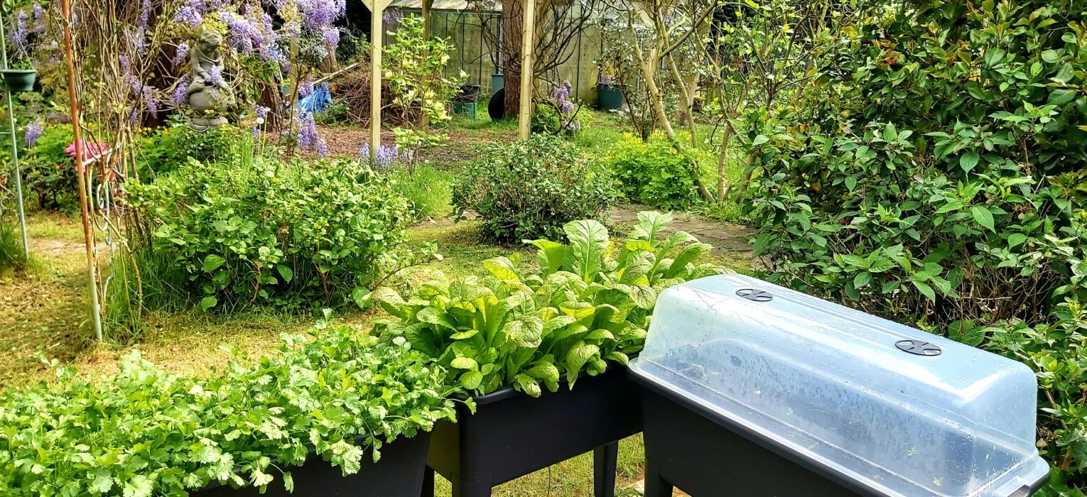 Growing vegetables in pots