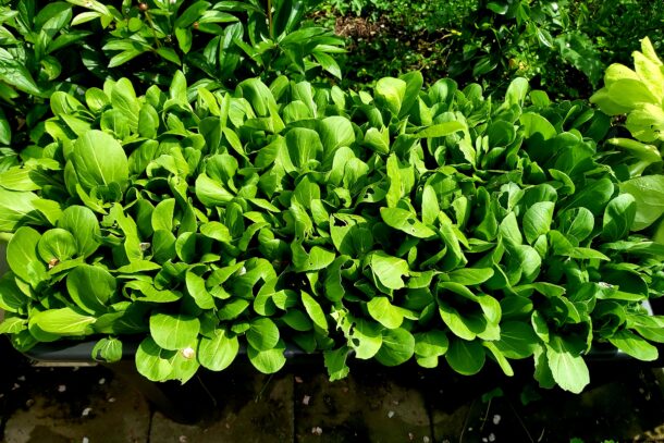 Pai Tsai 青江菜 Green Stem：圖片 3