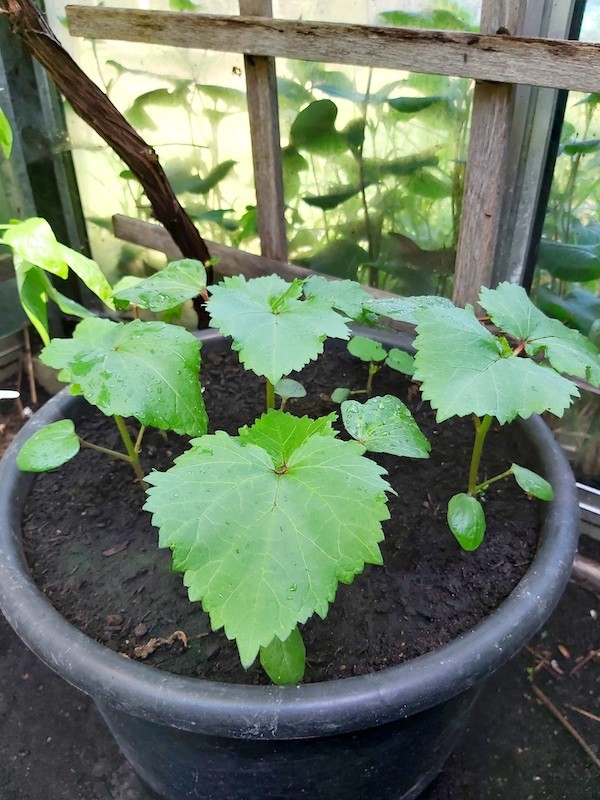 Okra 紅秋葵 Scarlet Joy F1 - 2000seeds