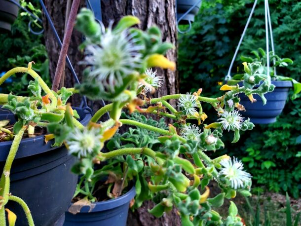 Ice plant 冰花  Ice Green - Image 8