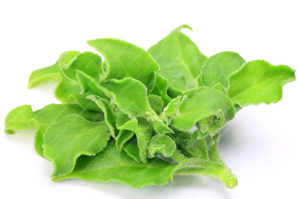 Ice plant 冰花  Ice Green - Image 2