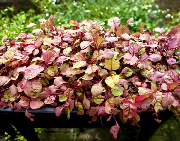 Amaranth 莧菜 (紅莧) Red Cloud - Image 3