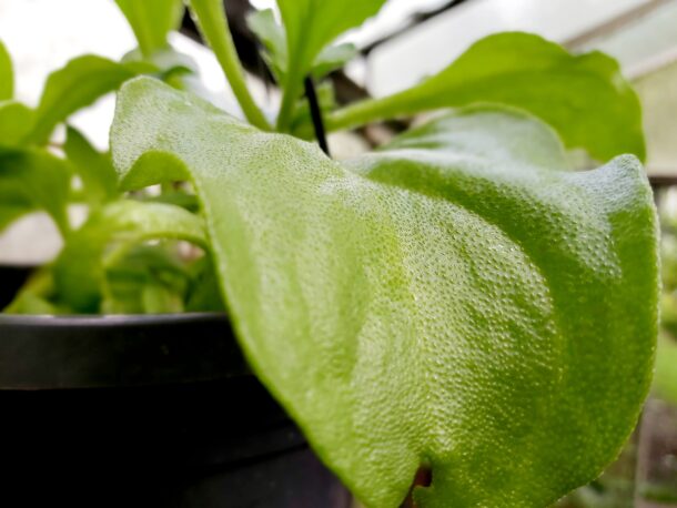 Ice plant 冰花  Ice Green - Image 6