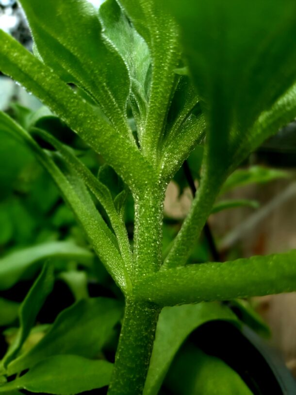 Ice plant 冰花  Ice Green - Image 7