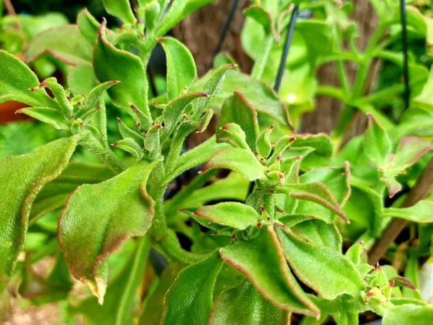 Ice plant 冰花  Ice Green - Image 5