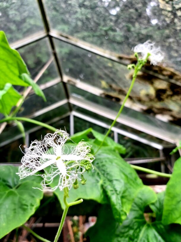 Snake Gourd 蛇瓜  Snakie：圖片 5