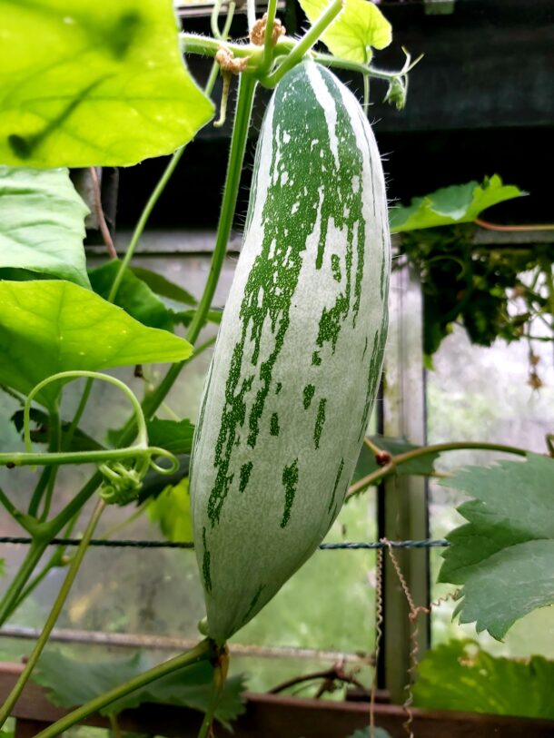 Snake Gourd 蛇瓜  Snakie：圖片 9