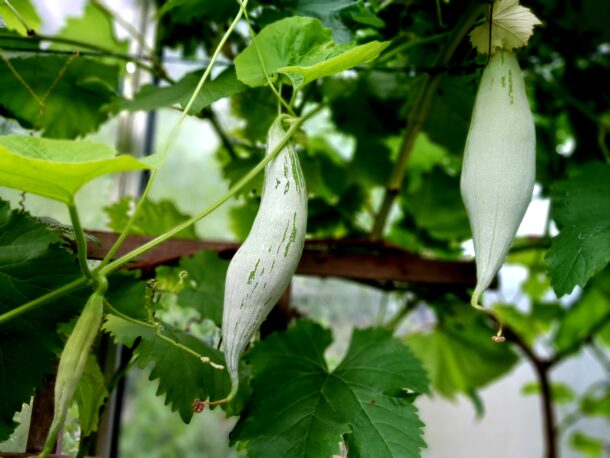 Snake Gourd 蛇瓜  Snakie：圖片 7