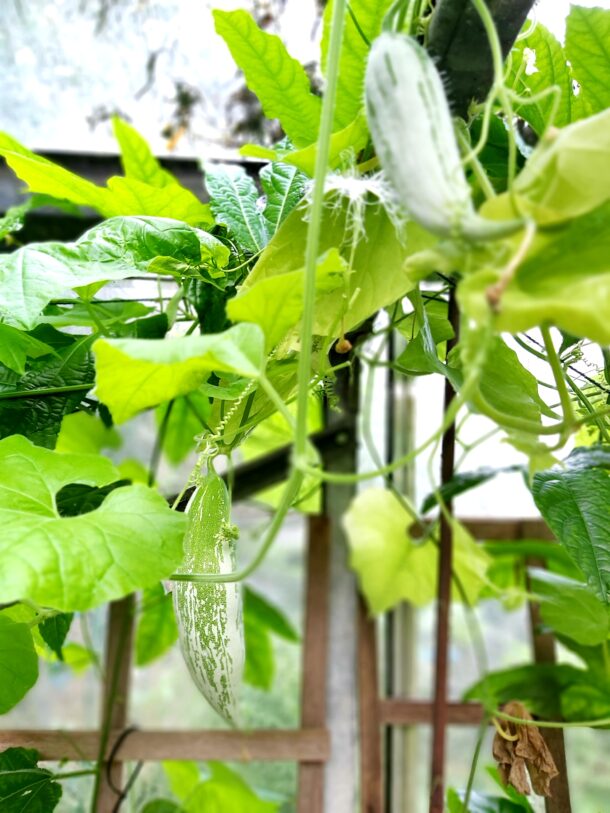 Snake Gourd 蛇瓜  Snakie：圖片 6