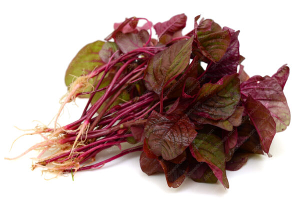 Amaranth 莧菜 (紅莧) Red Cloud