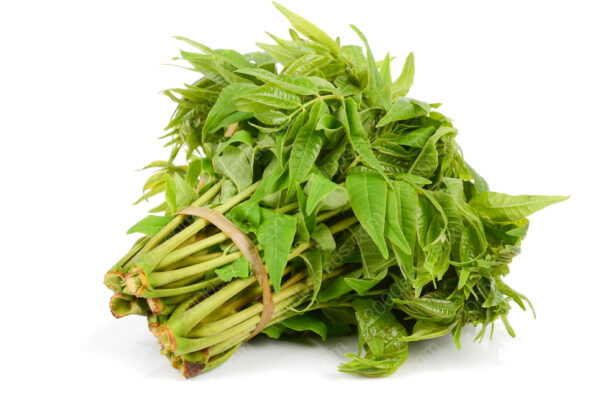 Chinese Toona 香樁 Aromen