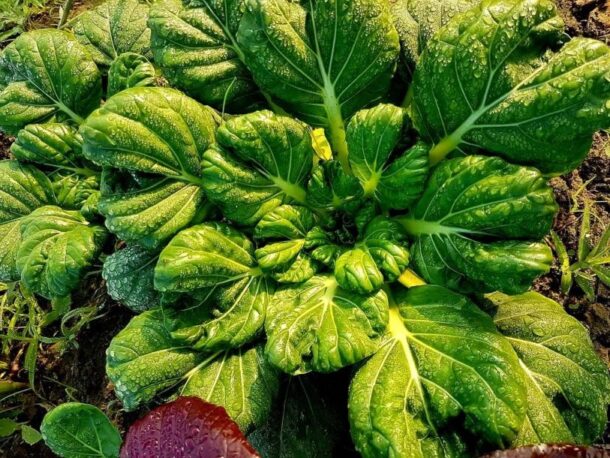 Pai Tsai 塌棵菜 Green Gold